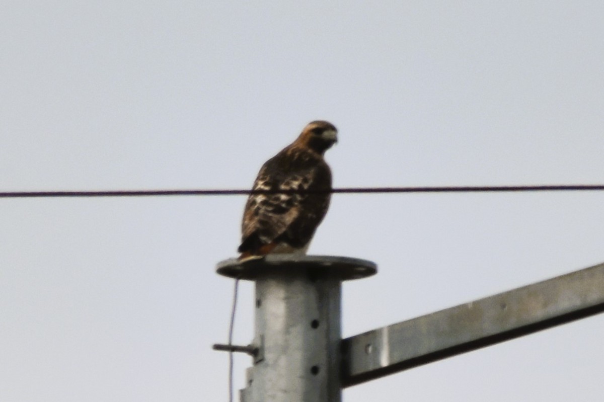 Red-tailed Hawk (abieticola) - ML615499660
