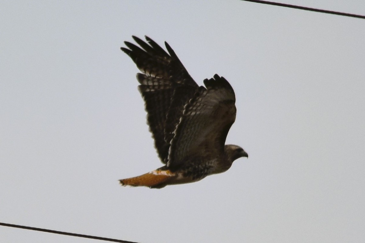 Red-tailed Hawk (abieticola) - ML615499692