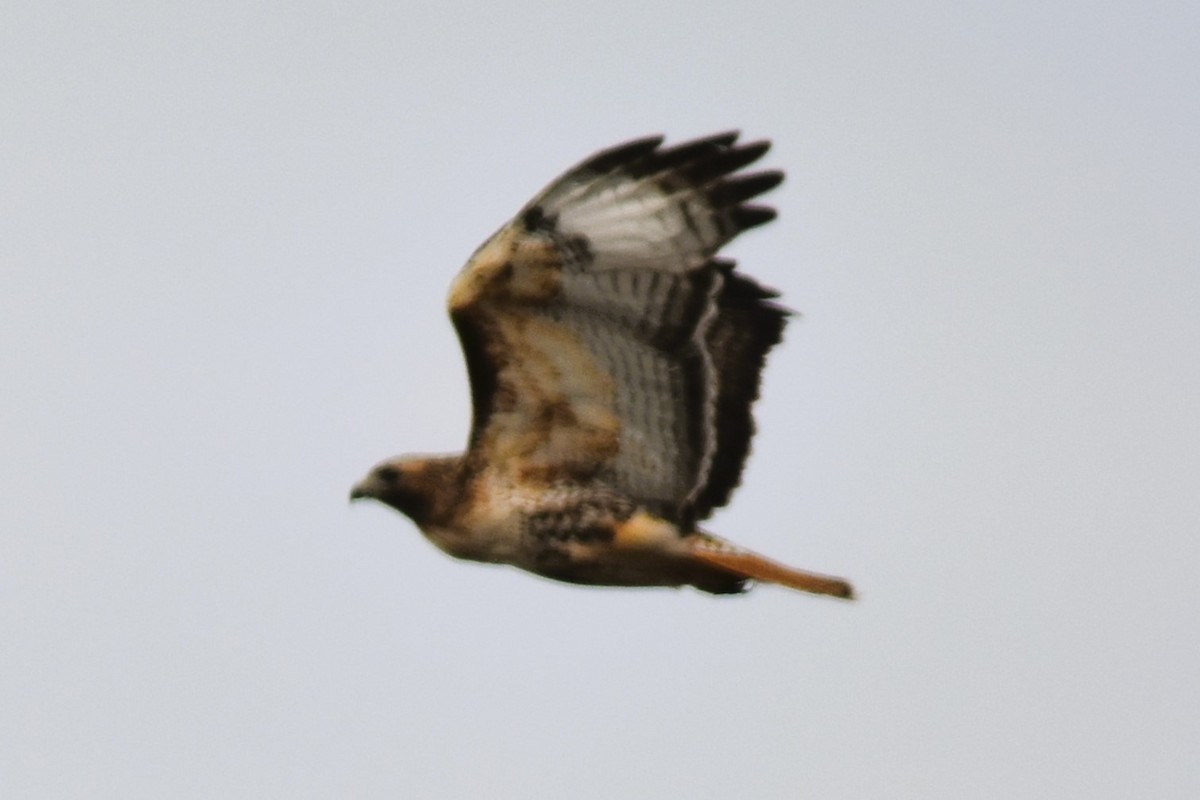 Red-tailed Hawk (abieticola) - ML615499761