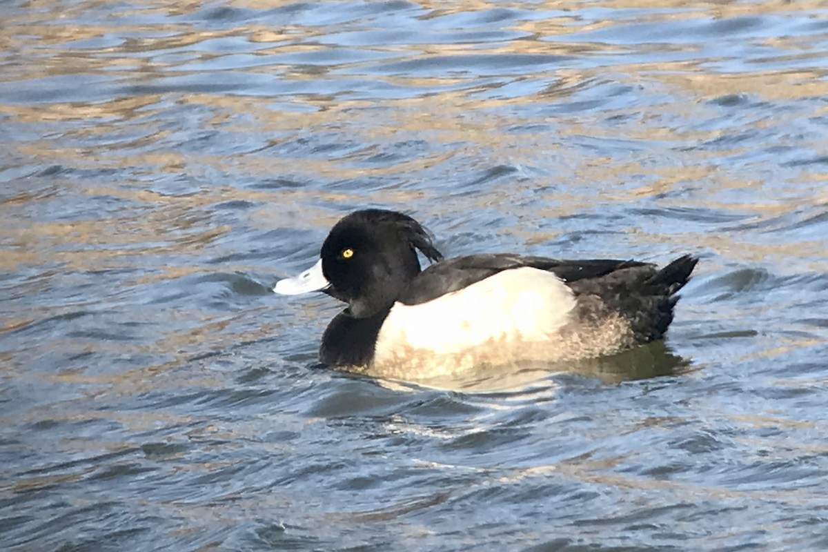 Tufted Duck - ML615499781