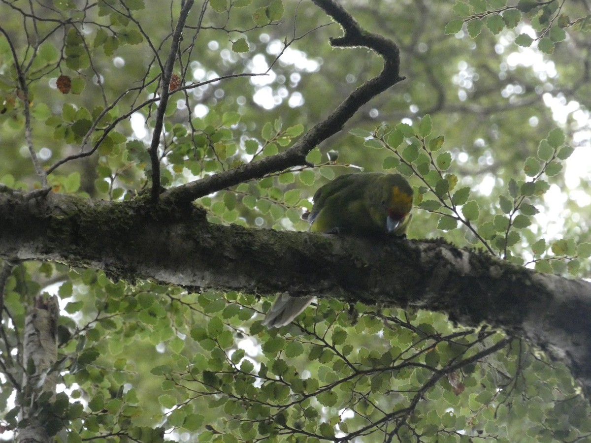 Yellow-crowned Parakeet - ML615499816