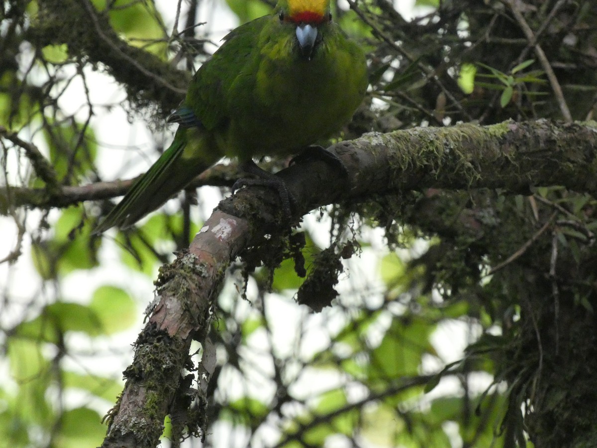 Yellow-crowned Parakeet - ML615499817