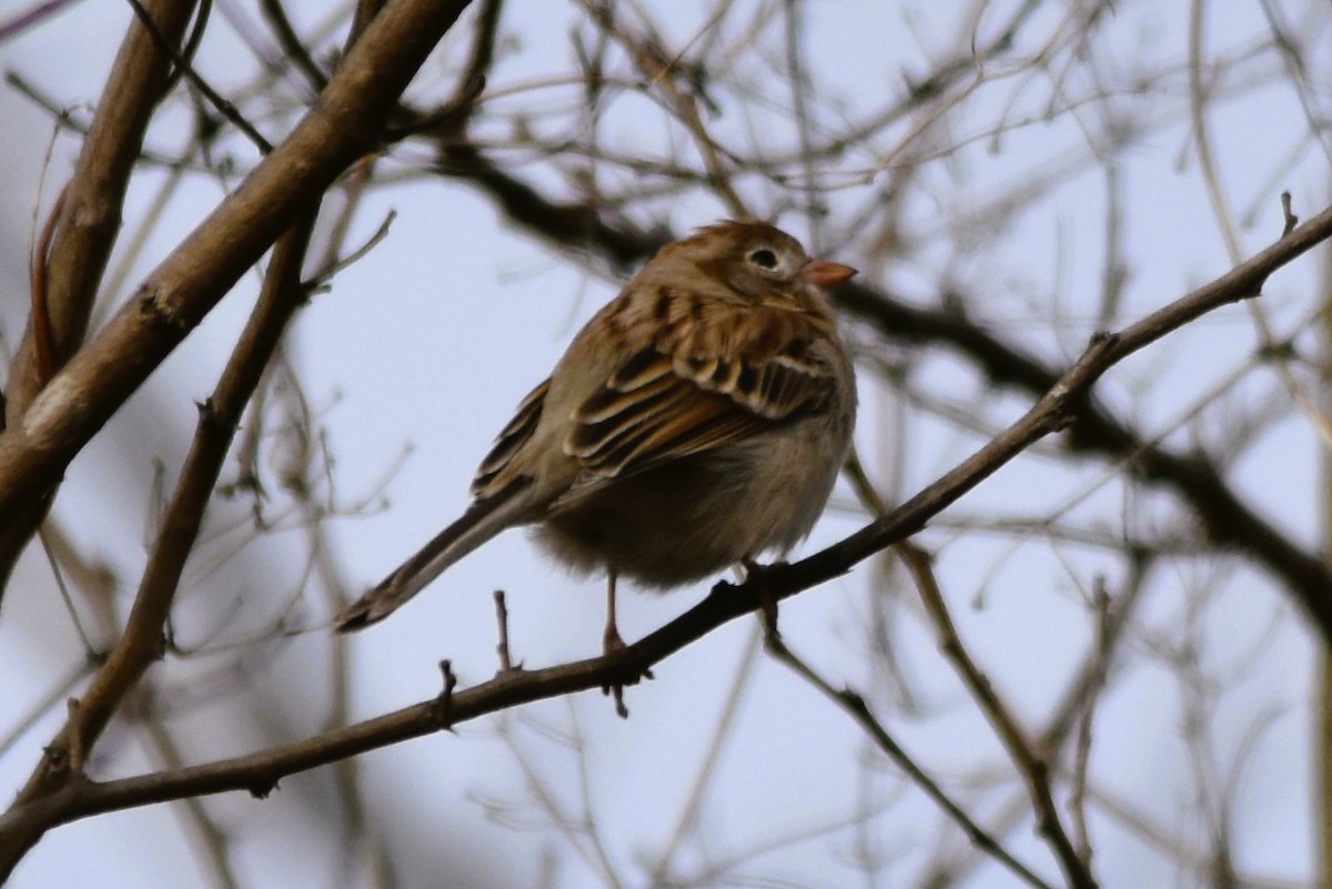 Field Sparrow - ML615499835