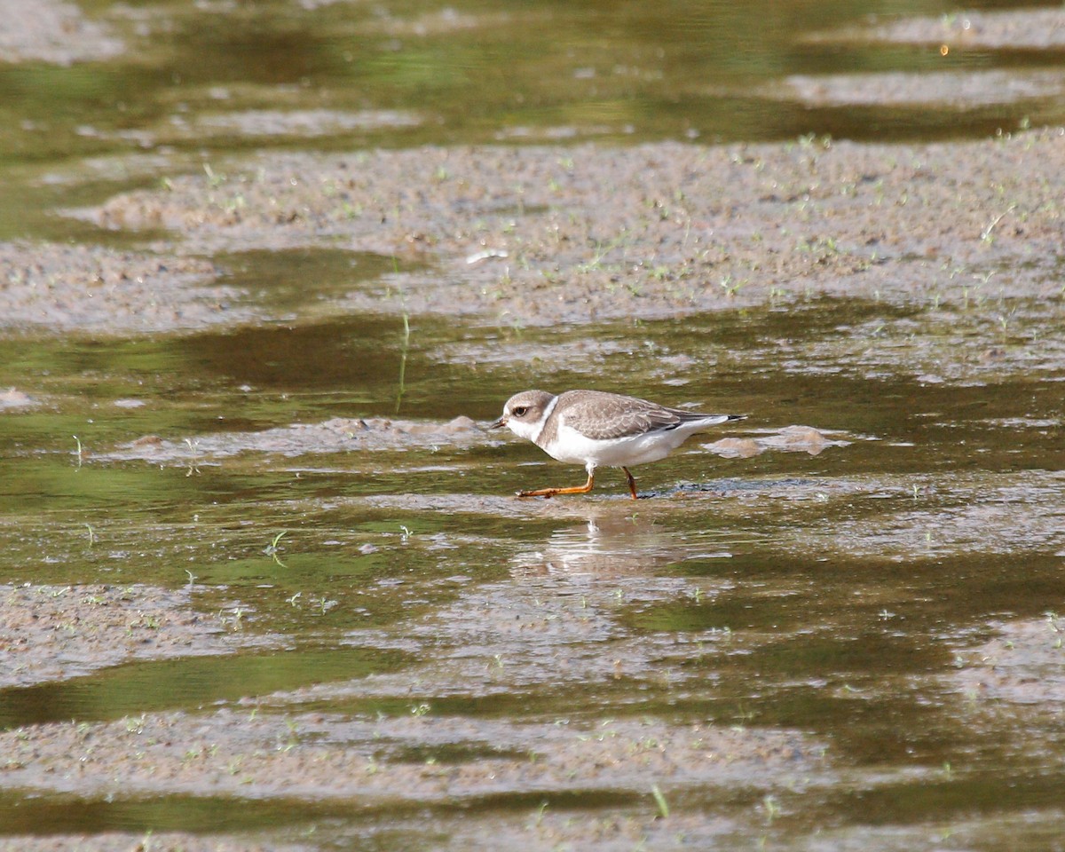 Semipalmated Plover - ML615499847