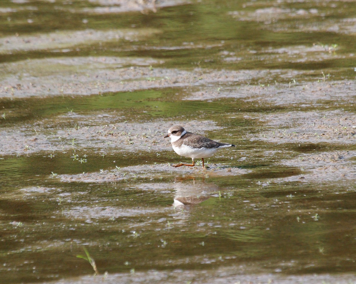 Semipalmated Plover - ML615499848