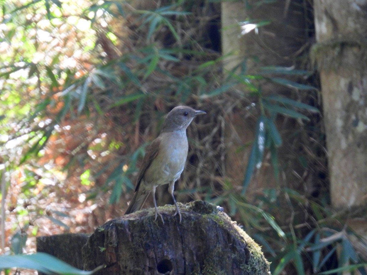 Pale-breasted Thrush - ML615499864