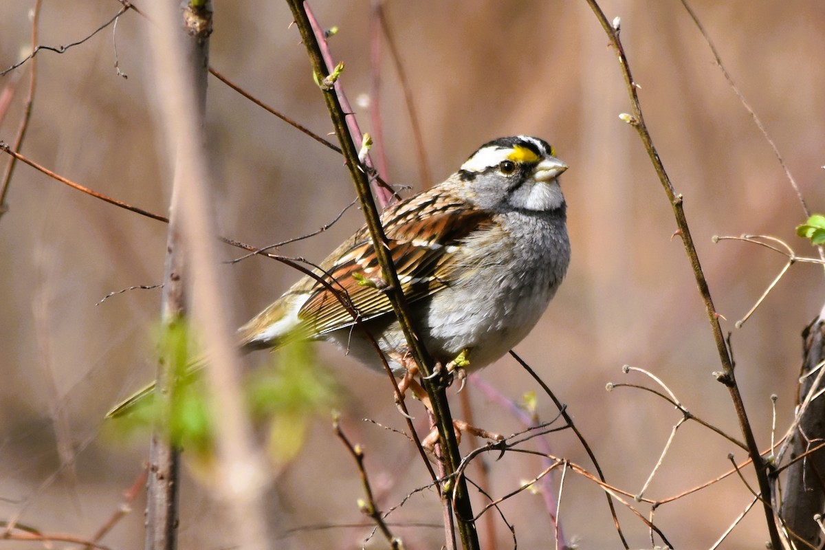 White-throated Sparrow - ML615499885