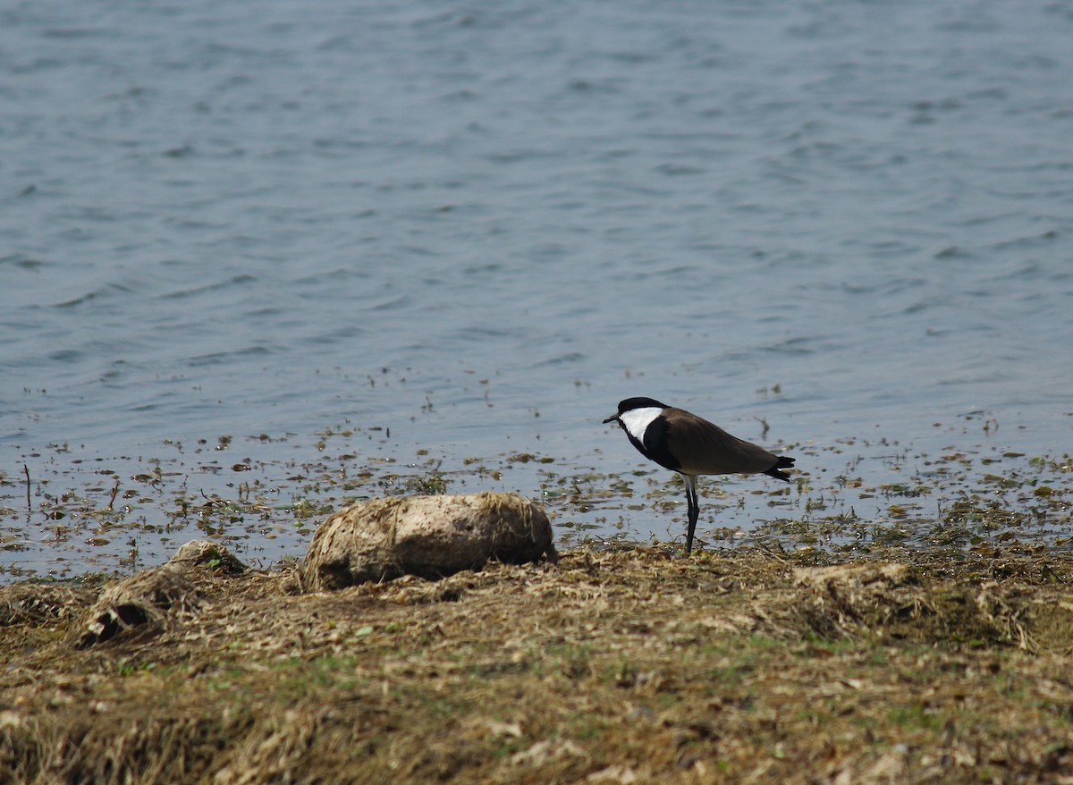 Spur-winged Lapwing - ML615499926
