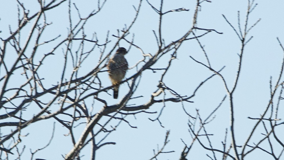 eBird Checklist 1 Mar 2024 WCSP spot 20 species (+1 other taxa)