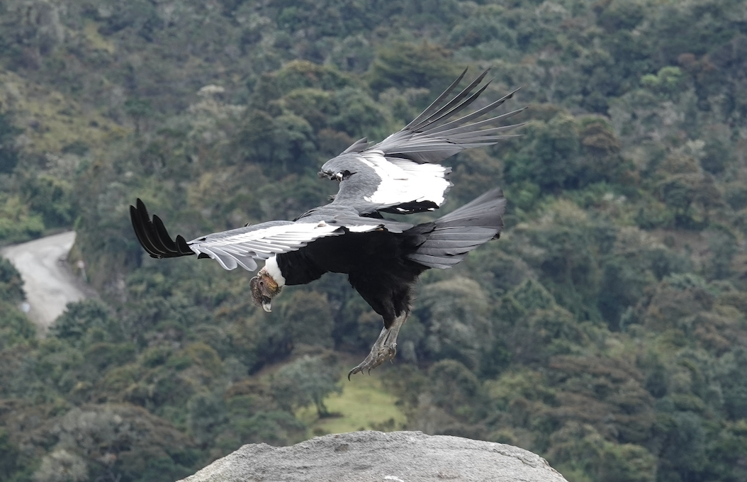 Andean Condor - ML615500003