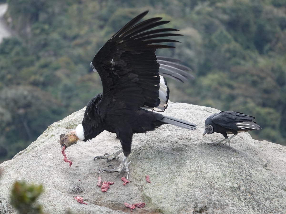 Black Vulture - ML615500019