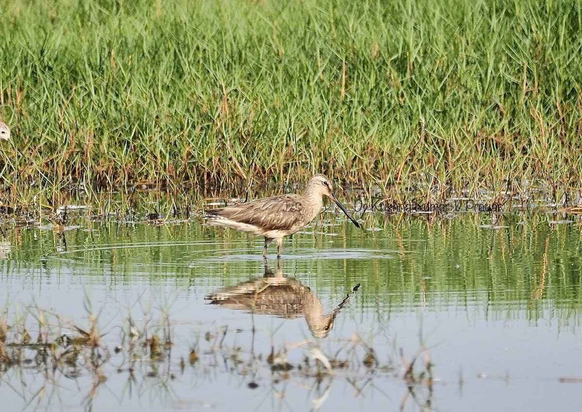 Asian Dowitcher - ML615500031