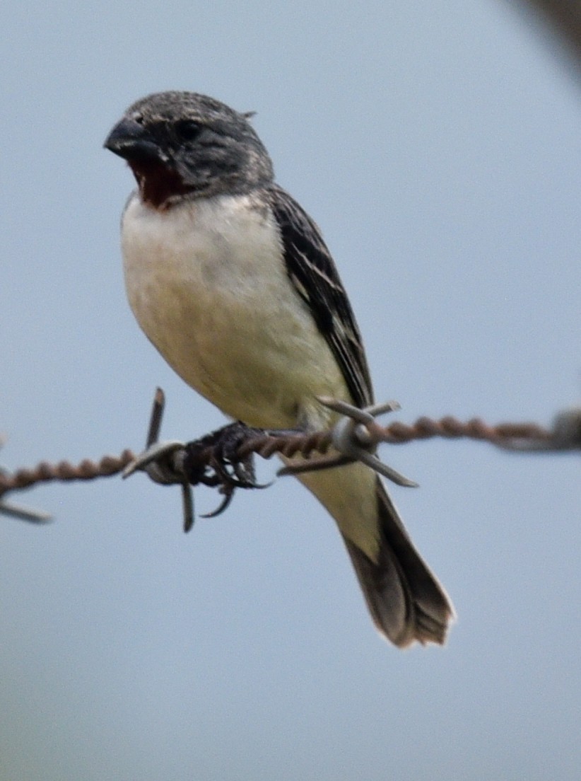 Chestnut-throated Seedeater - ML615500131