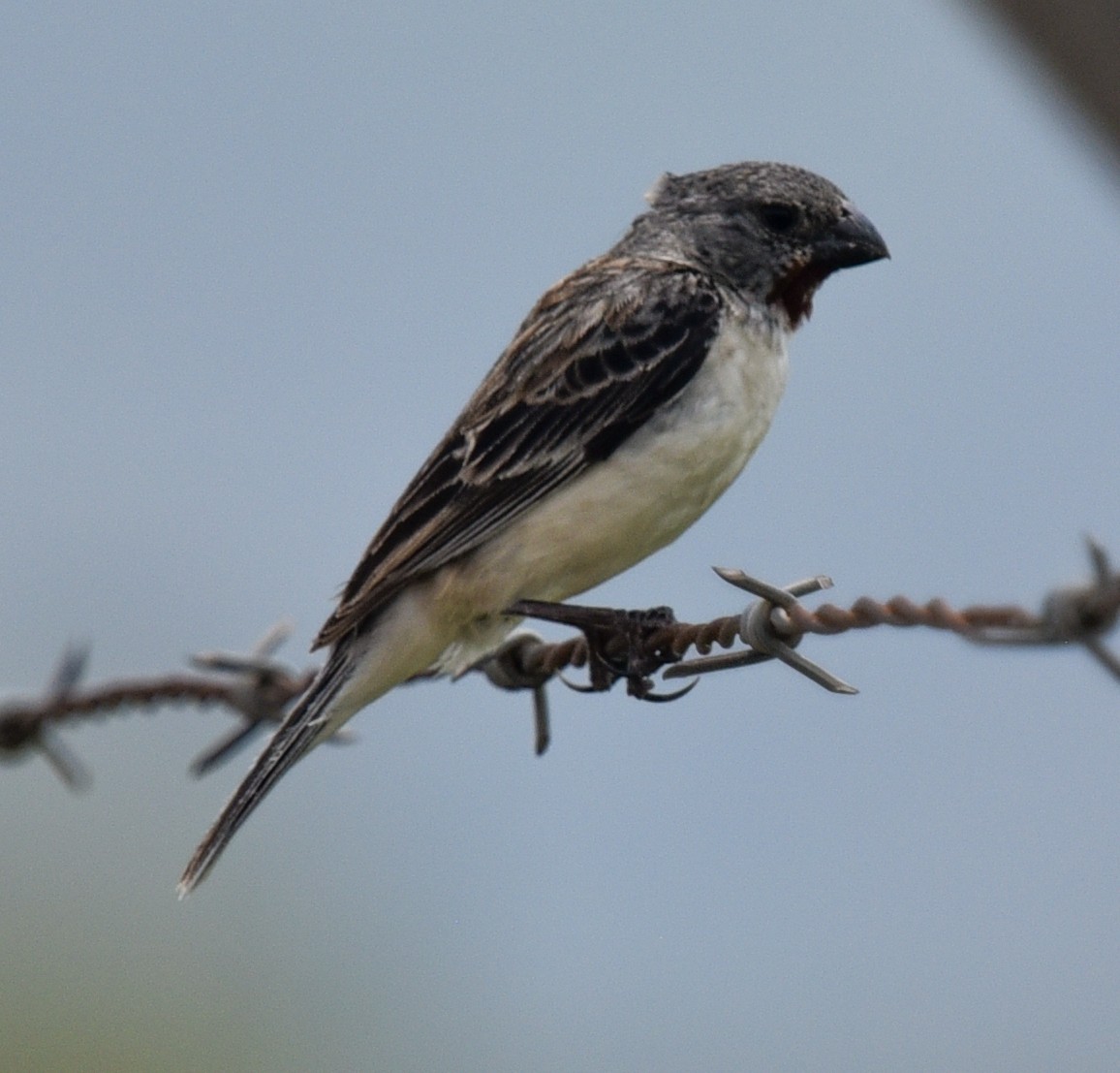 Chestnut-throated Seedeater - ML615500132