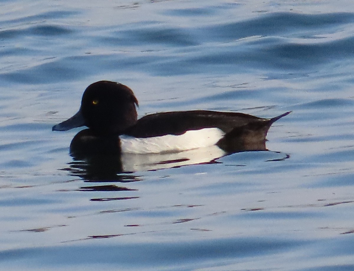 Tufted Duck - ML615500259