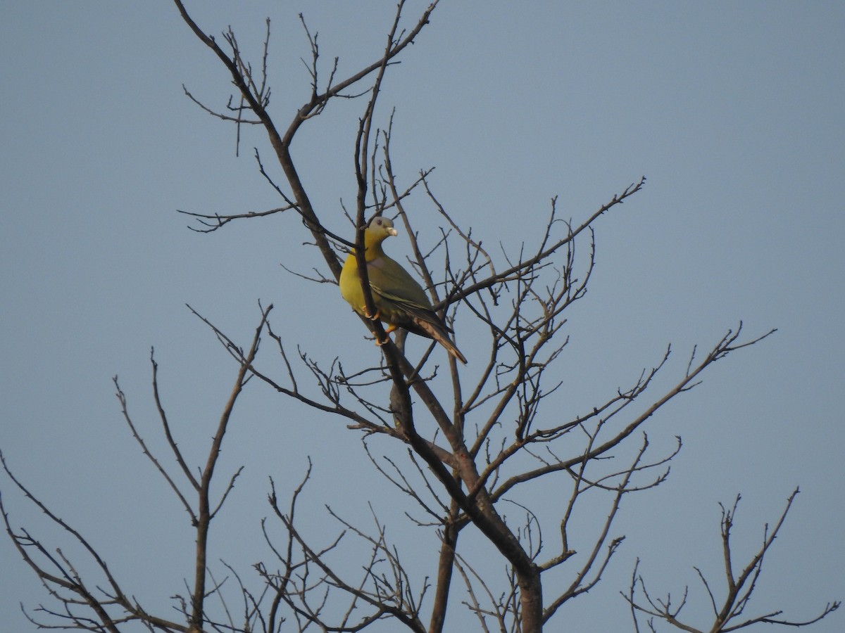 Yellow-footed Green-Pigeon - ML615500377