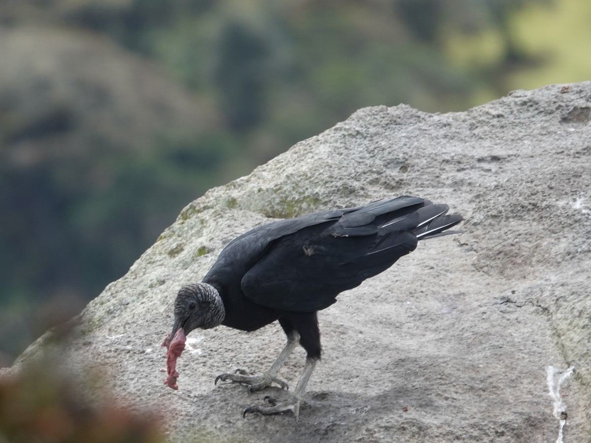 Black Vulture - ML615500523