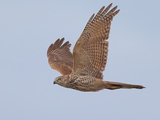  - Brown Goshawk