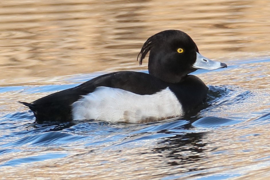 Tufted Duck - ML615500600