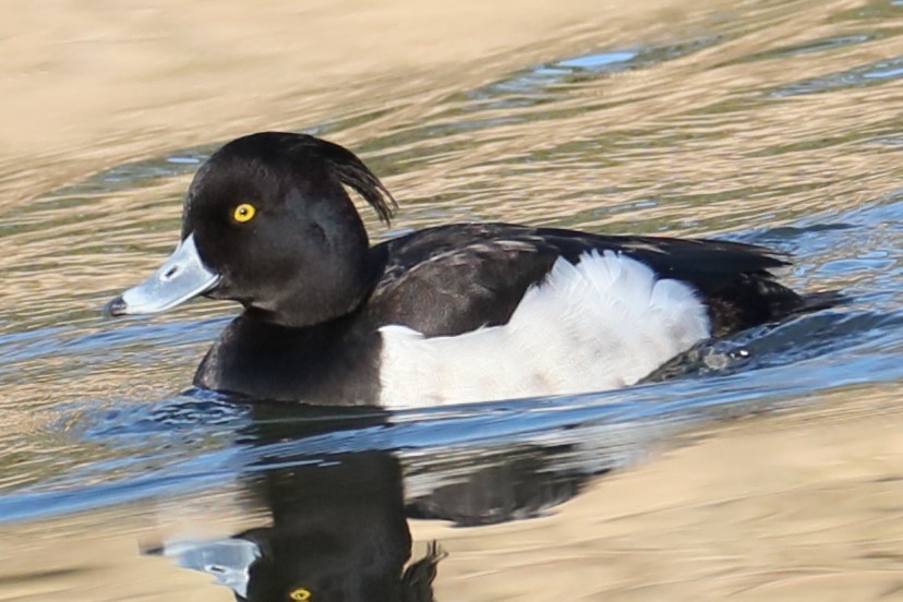 Tufted Duck - ML615500613