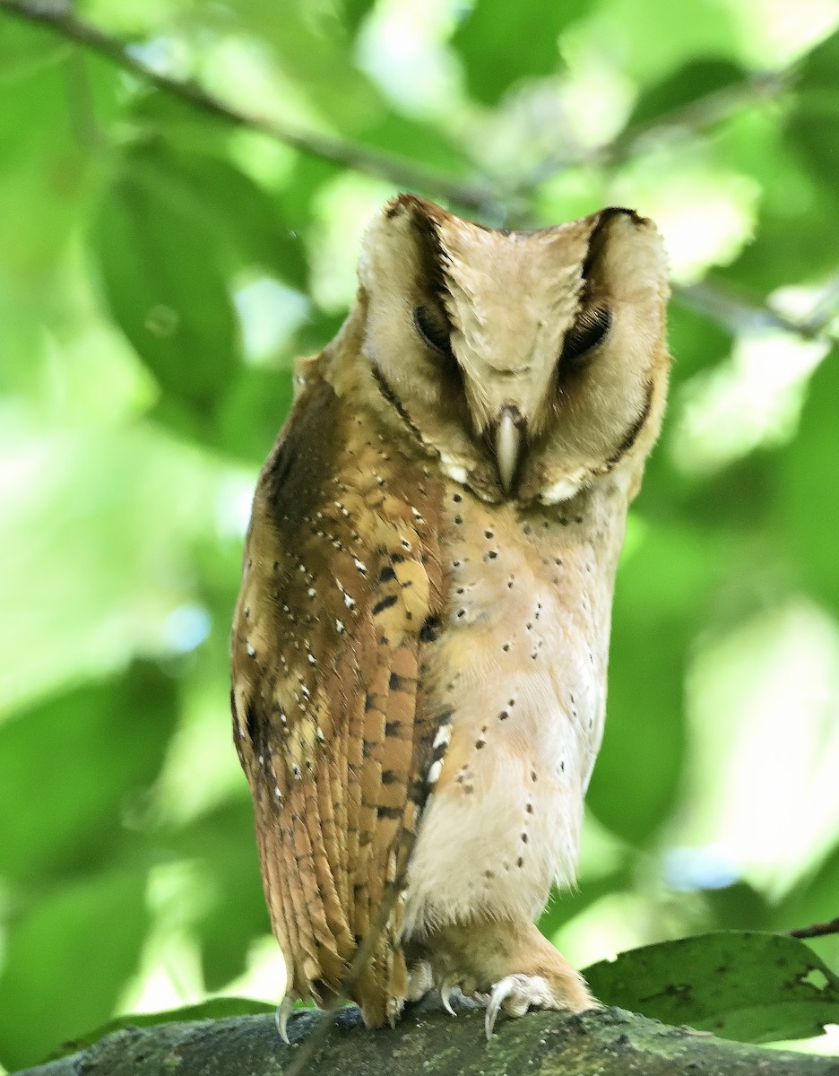 Sri Lanka Bay-Owl - Kiron Vijay