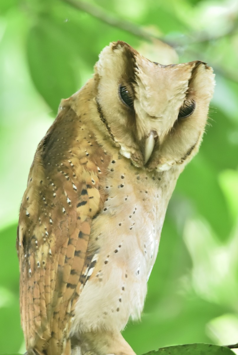 Sri Lanka Bay-Owl - Kiron Vijay