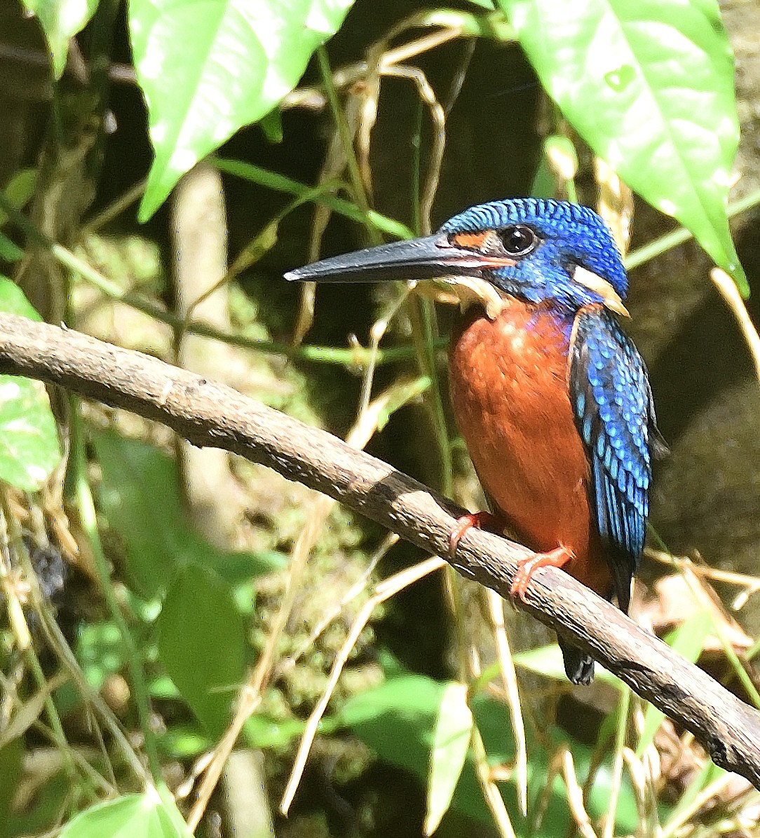Blue-eared Kingfisher - ML615500770