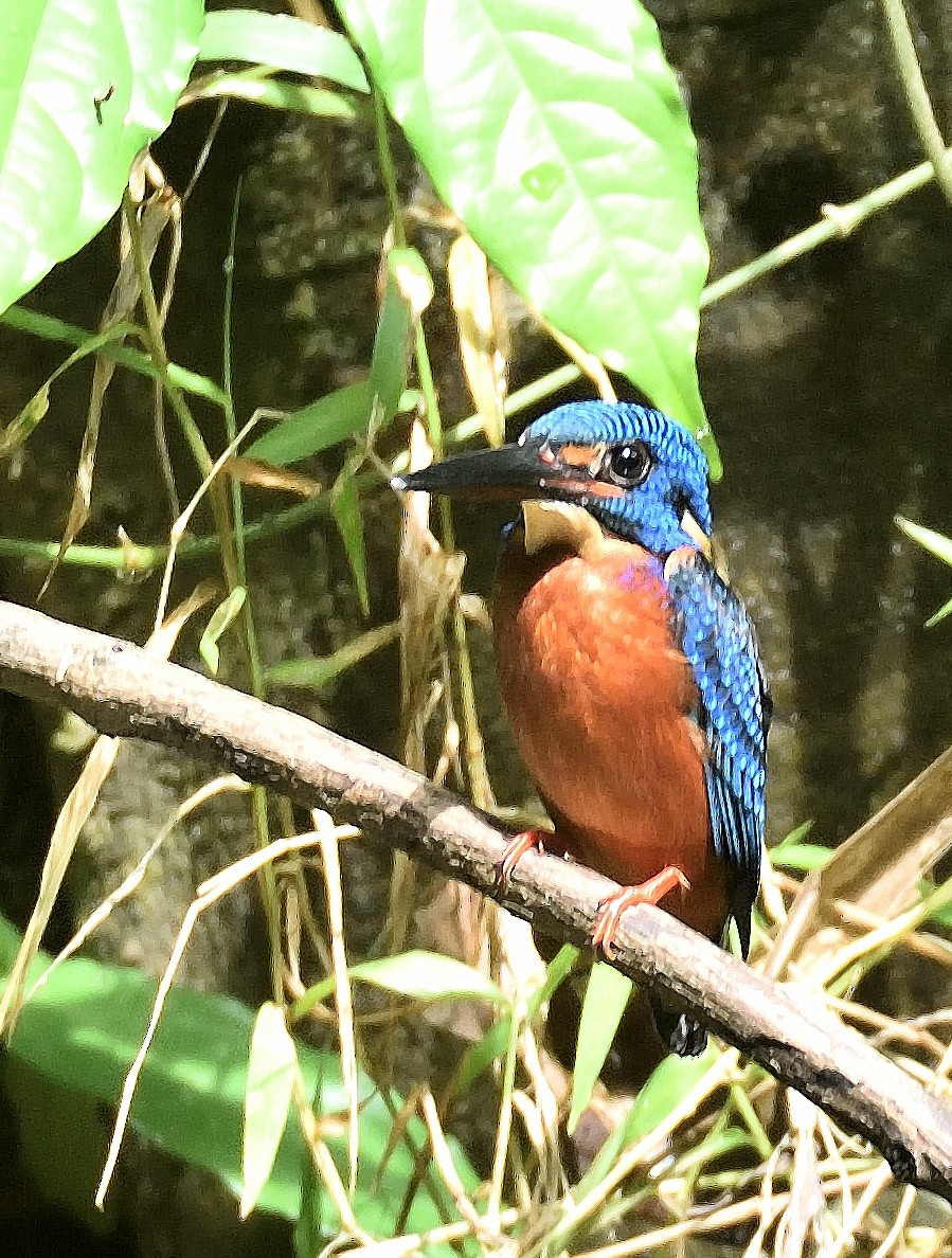 Blue-eared Kingfisher - ML615500771