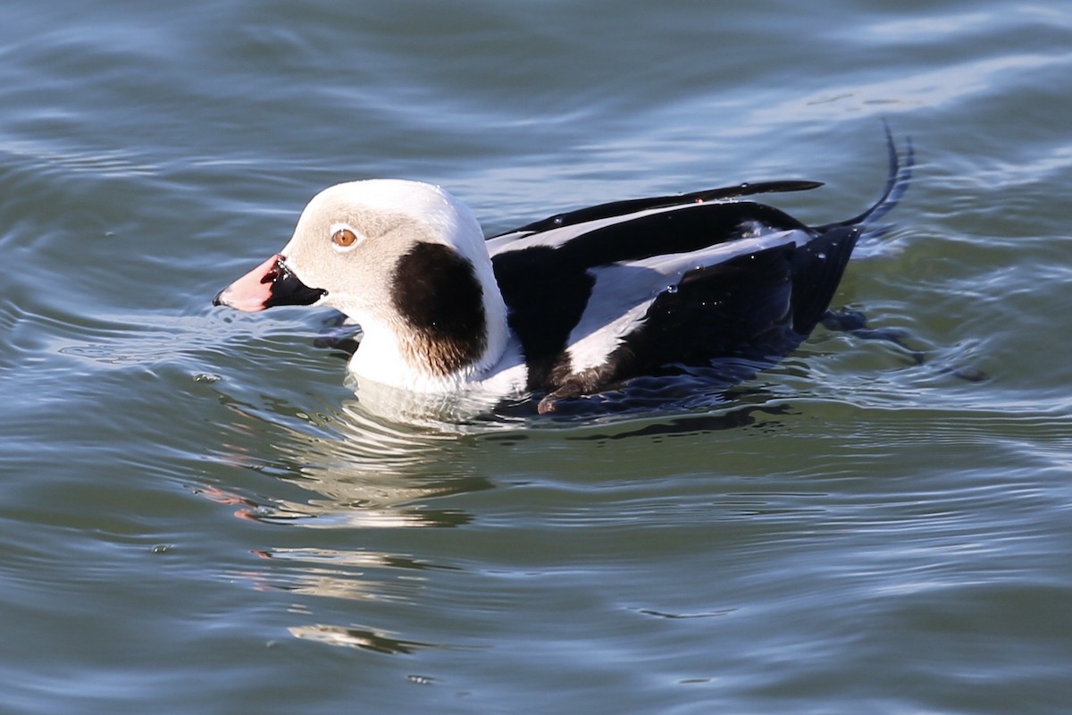 Long-tailed Duck - ML615500953