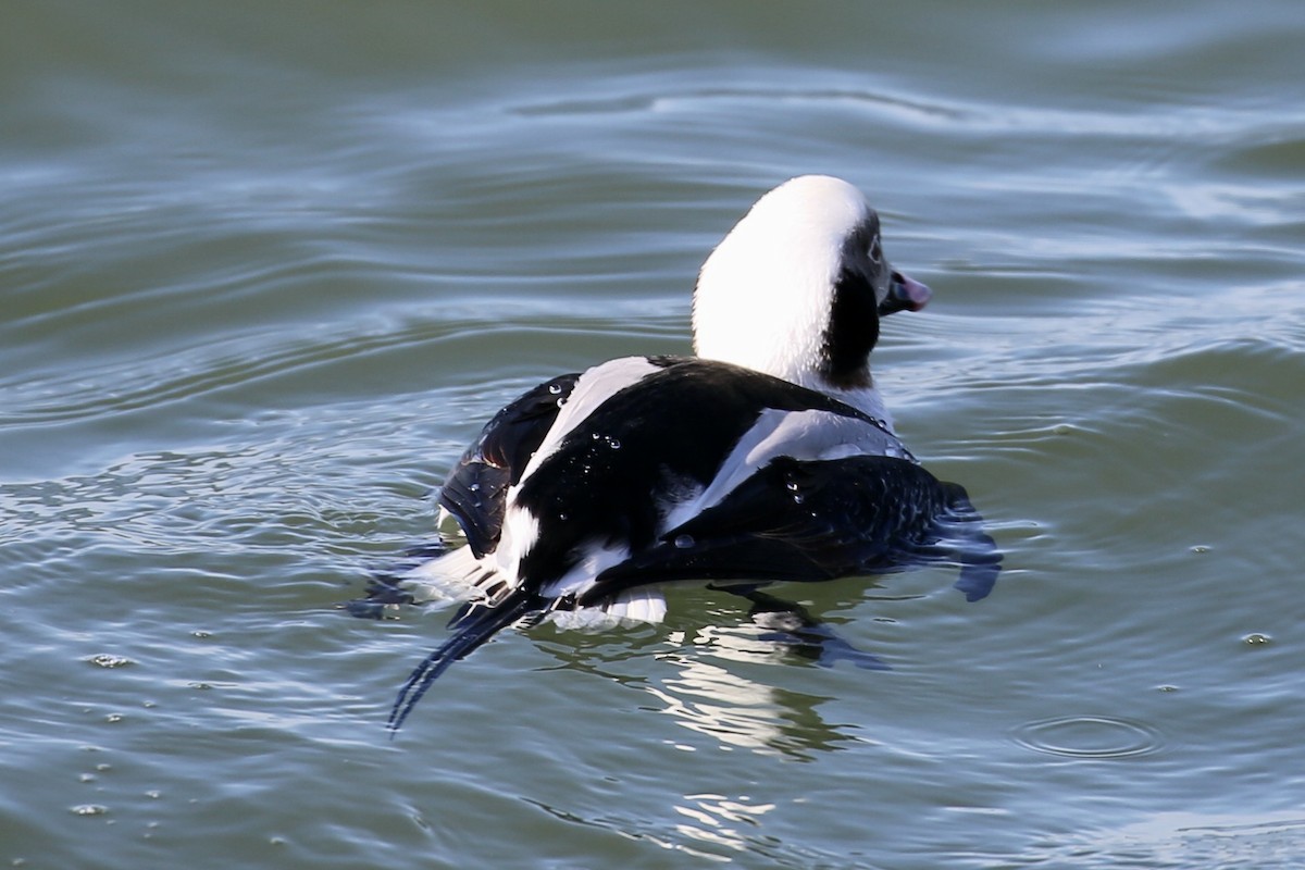 Long-tailed Duck - ML615500966