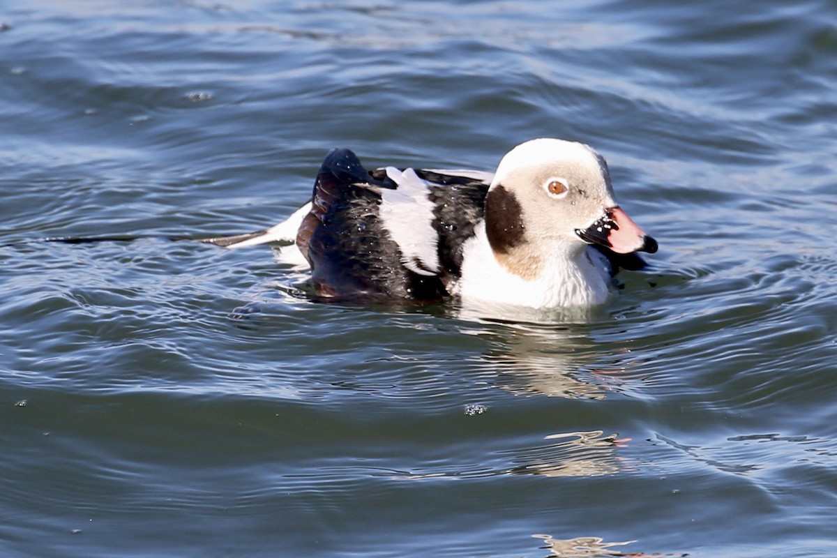 Long-tailed Duck - ML615500972