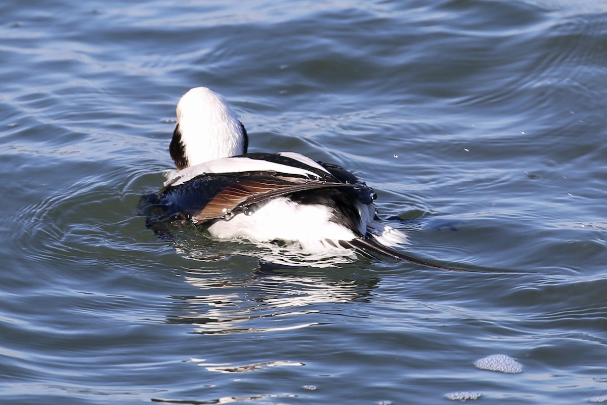 Long-tailed Duck - ML615500980