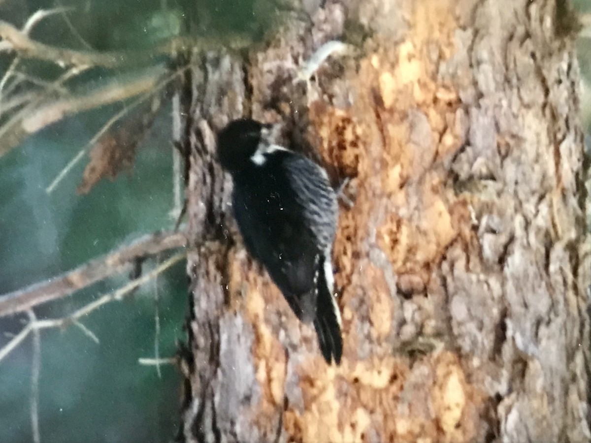 Black-backed Woodpecker - ML615500996