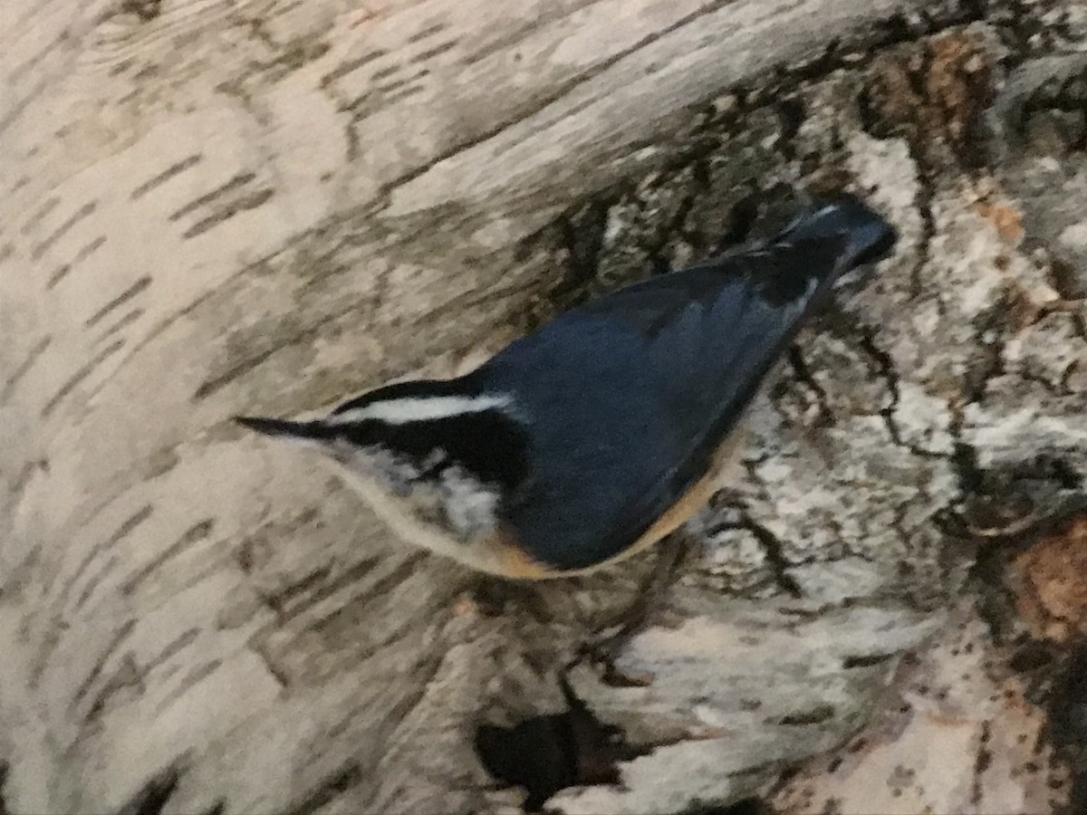 Red-breasted Nuthatch - ML615501048