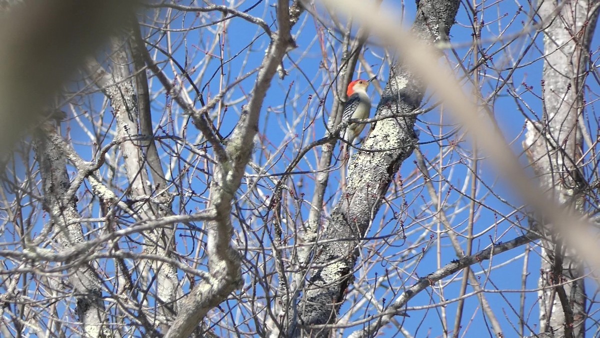 eBird Checklist - 1 Mar 2024 - Grey Rocks Conservation Area, Hebron - 9 ...