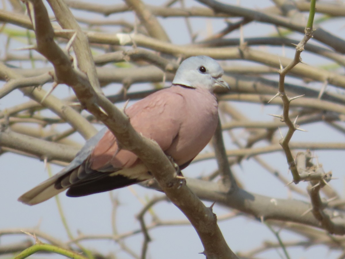 Red Collared-Dove - ML615501410