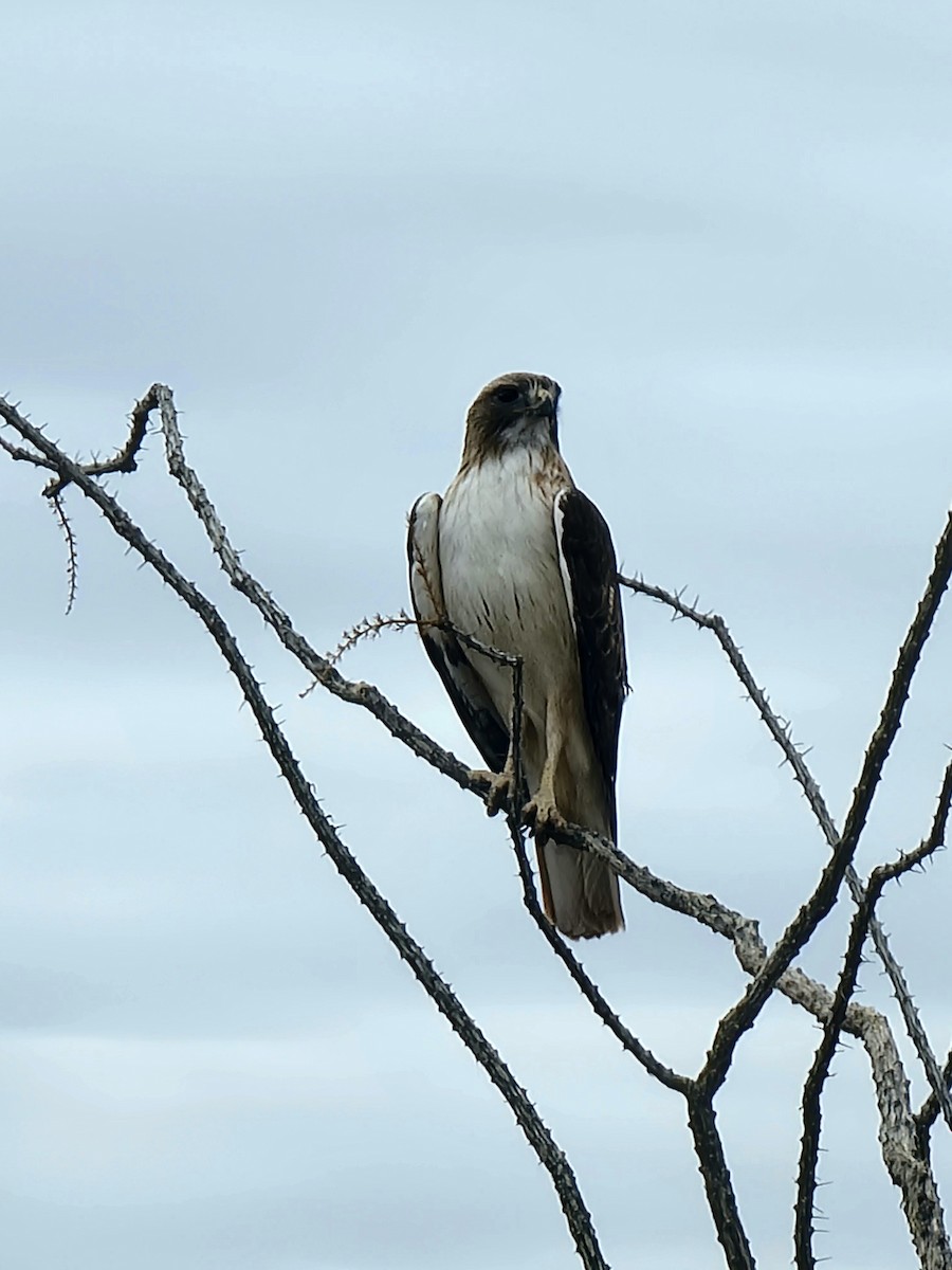 Red-tailed Hawk (fuertesi) - ML615501462