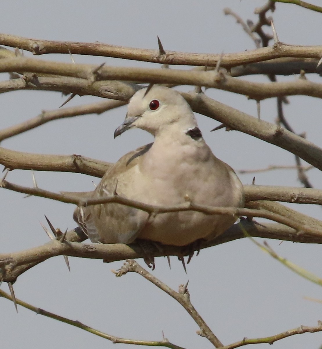 Eurasian Collared-Dove - ML615501477