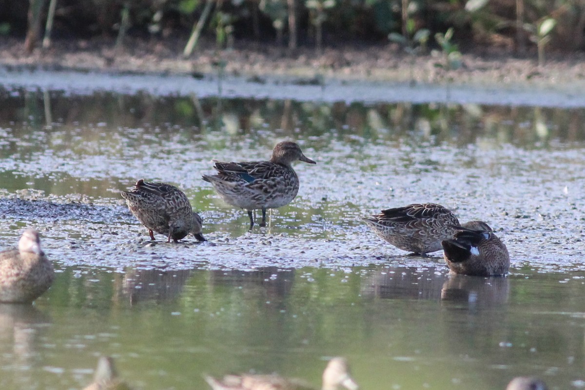 Green-winged Teal - ML615501540
