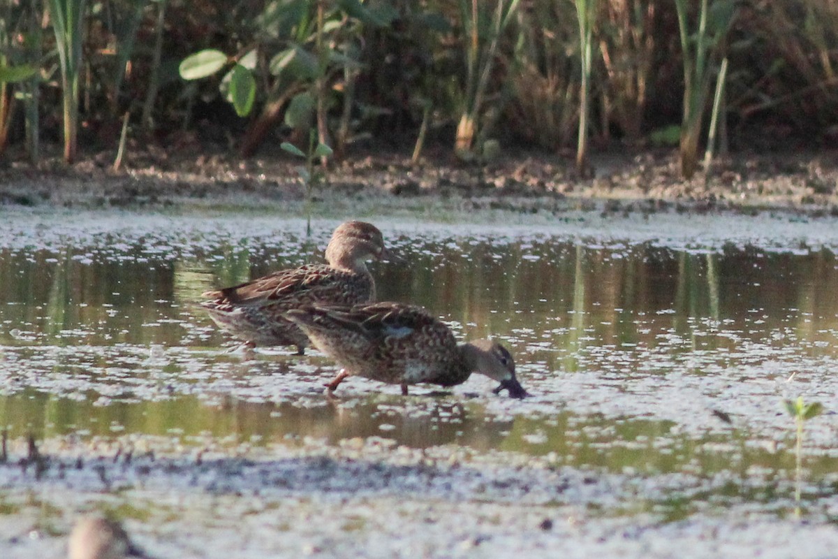 Green-winged Teal - ML615501541