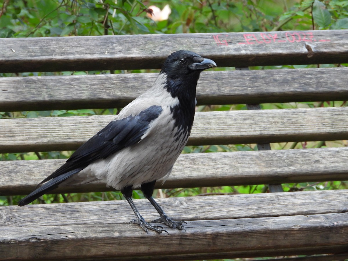 Hooded Crow - ML615501641