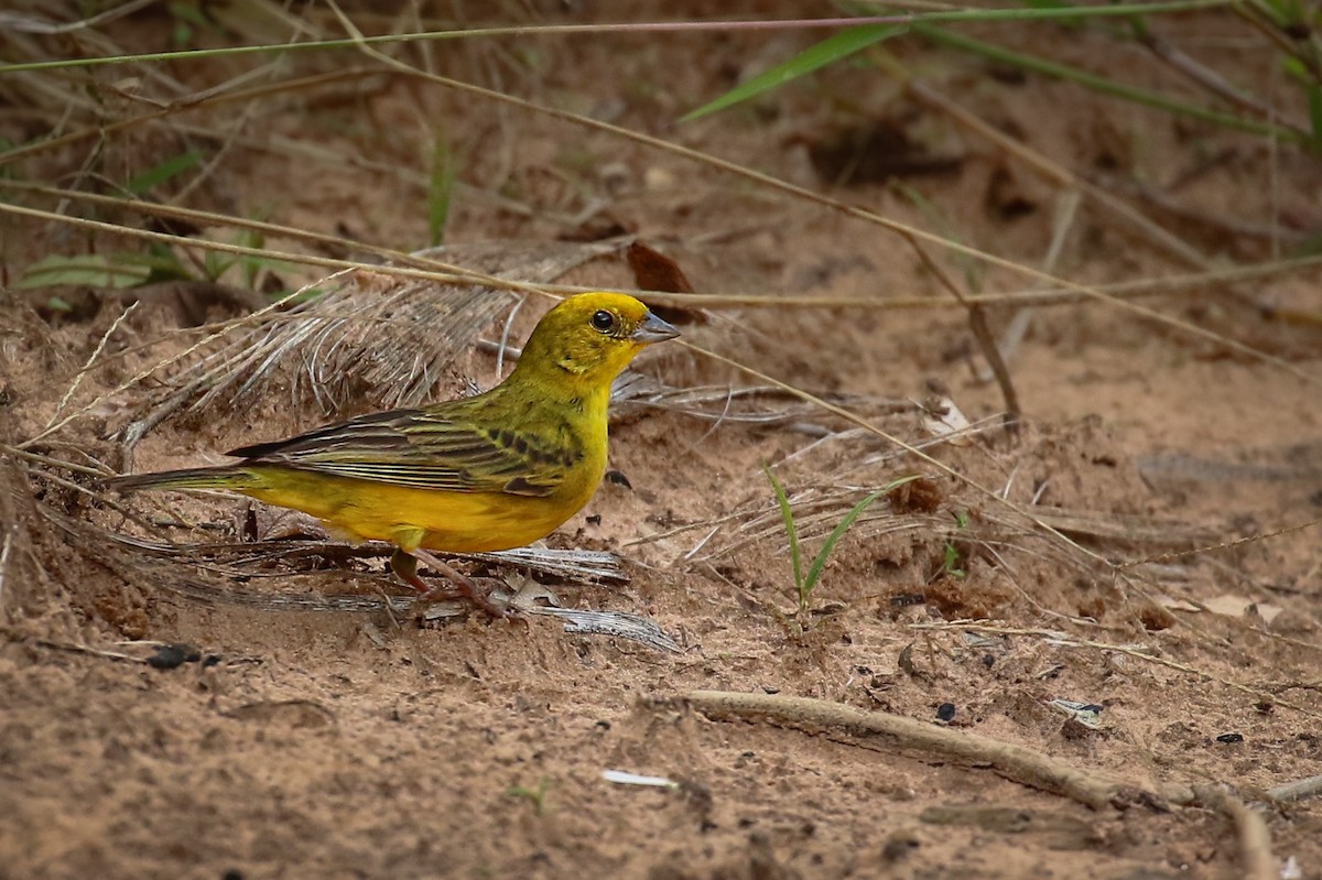 Stripe-tailed Yellow-Finch - ML615501653