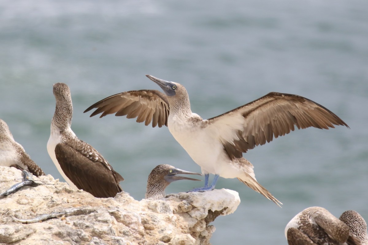 Blue-footed Booby - ML615501807