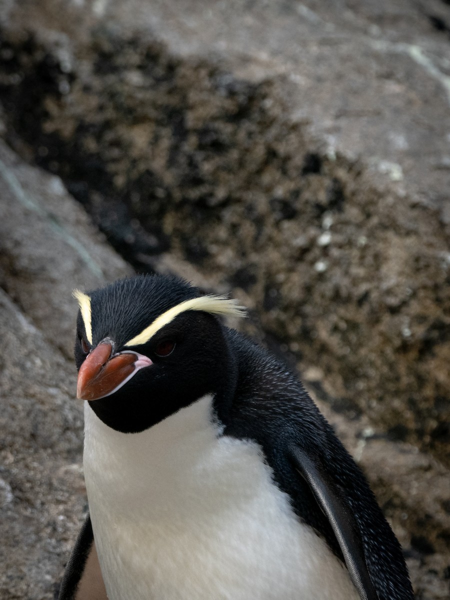 Snares Penguin - ML615501944