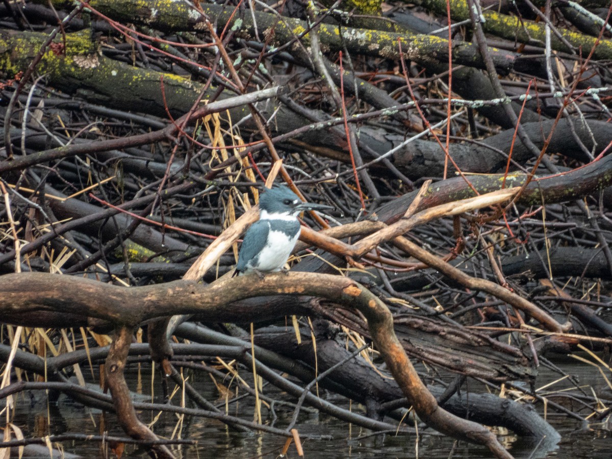 Belted Kingfisher - ML615502224