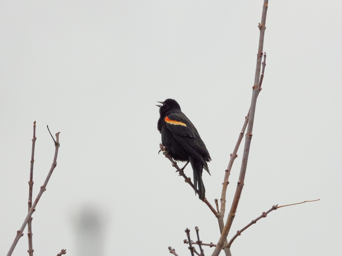 Red-winged Blackbird - ML615502274