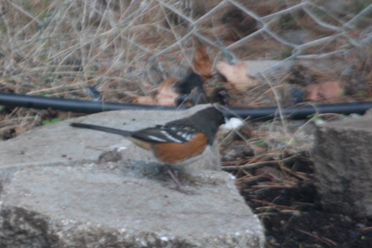 Spotted Towhee - margeNdon thornton
