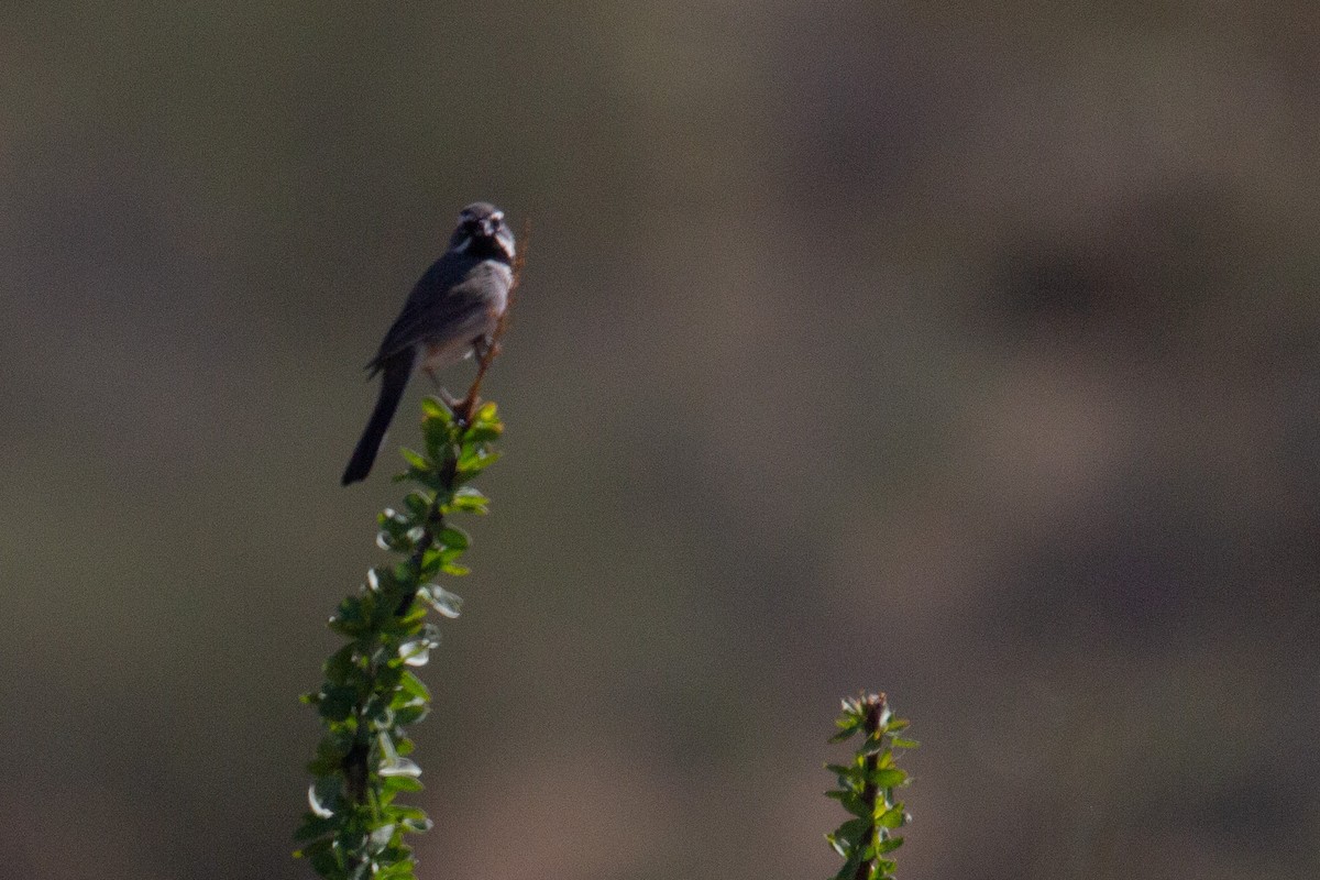 Black-throated Sparrow - ML615502351