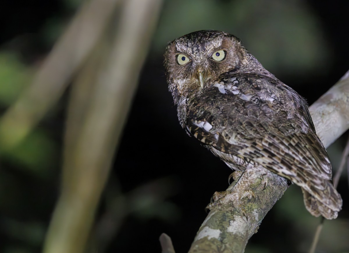 Middle American Screech-Owl (Middle American) - ML615502397