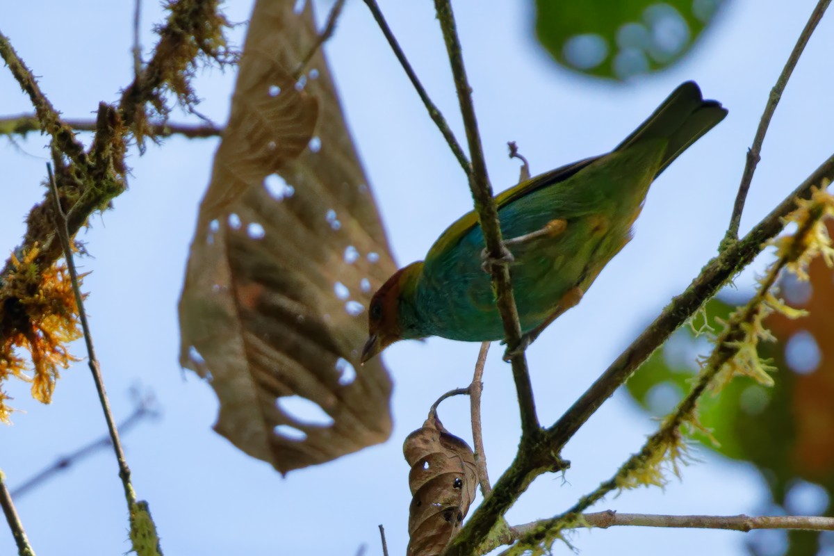 Bay-headed Tanager (Bay-and-blue) - ML615502459